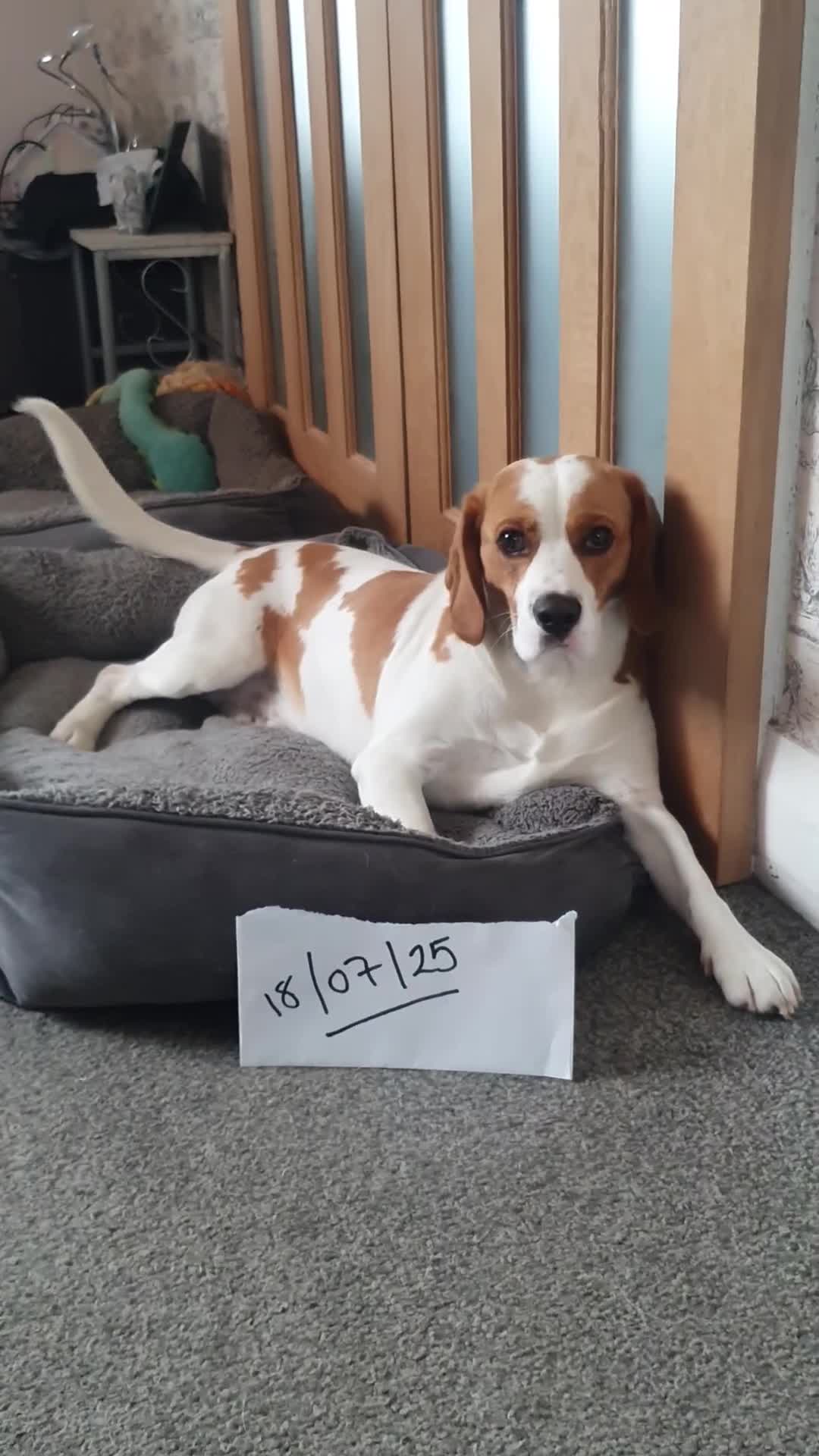 Beagle dogs for sale: Beagle named Rolo - Video 1