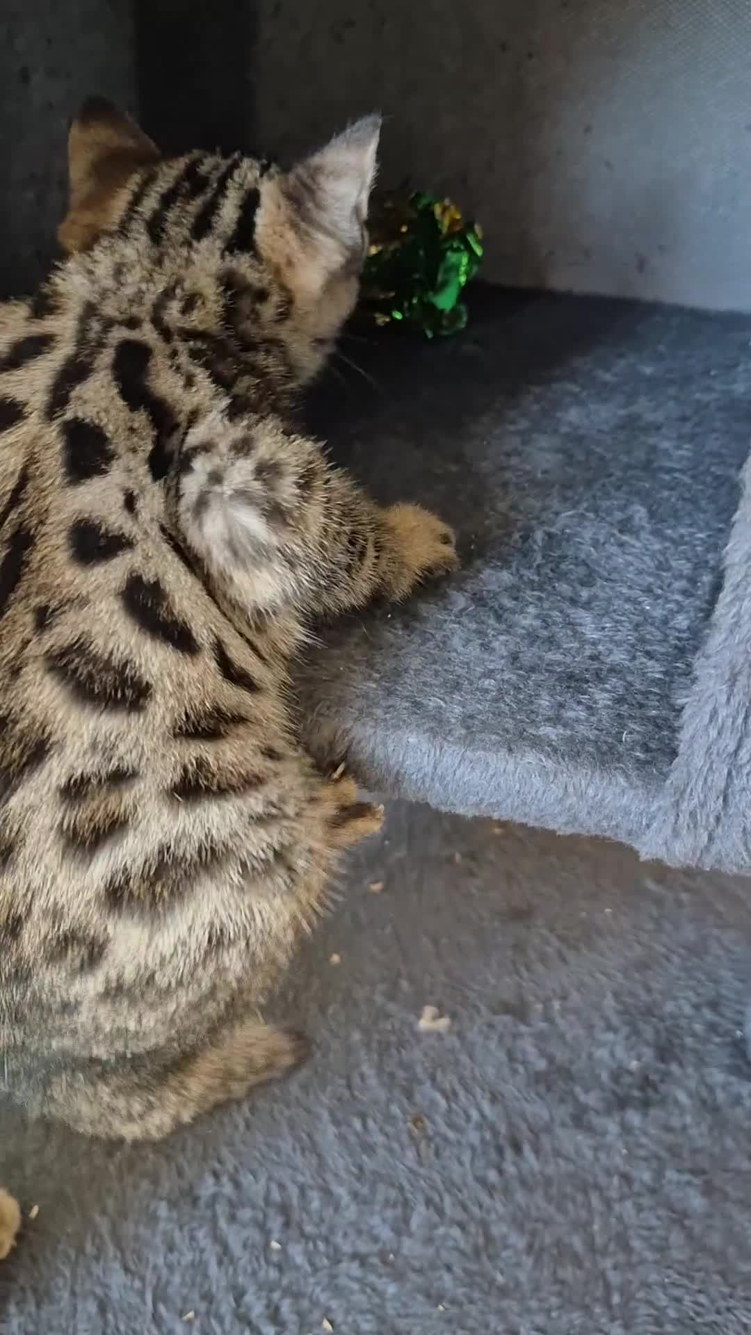 Bengal cats for sale: Stunning 5th generation bengal kitten - Video 1