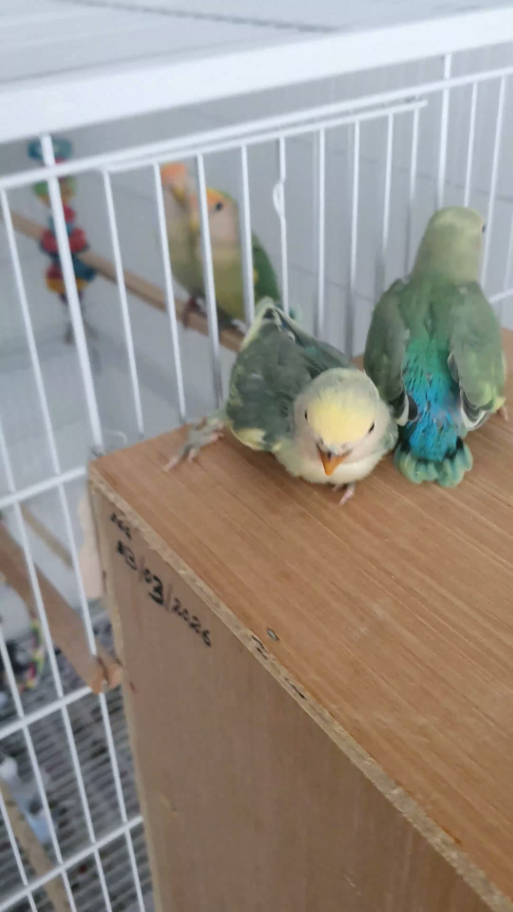 Lovebirds birds for sale: Peachface lovebirds in Glasgow - Video 1