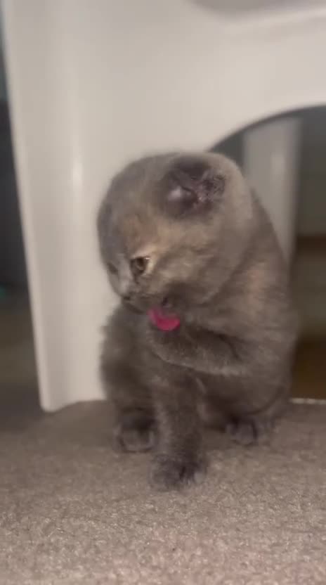 Scottish Fold cats for sale: Scottish Fold/BSH Mixed Kittens - Video 1