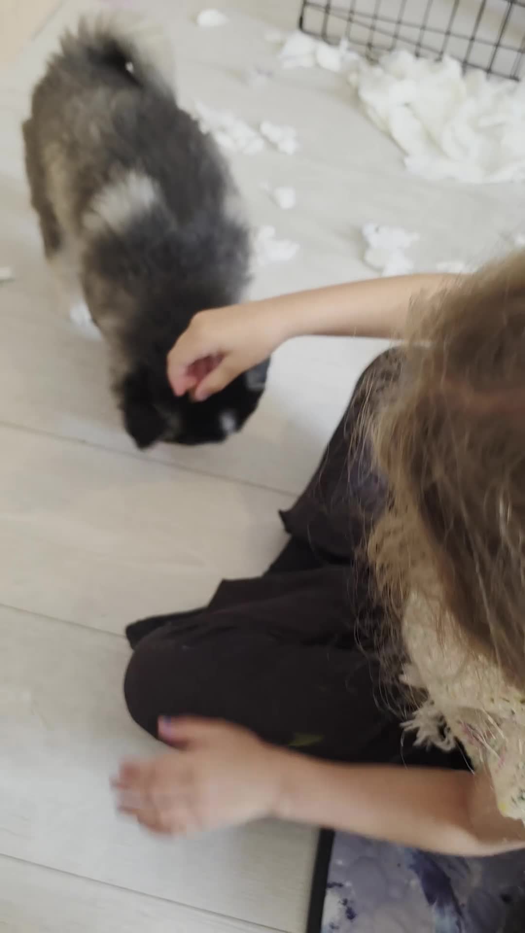 Pomsky dogs for sale: Beautiful f4 pomsky's - Video 1
