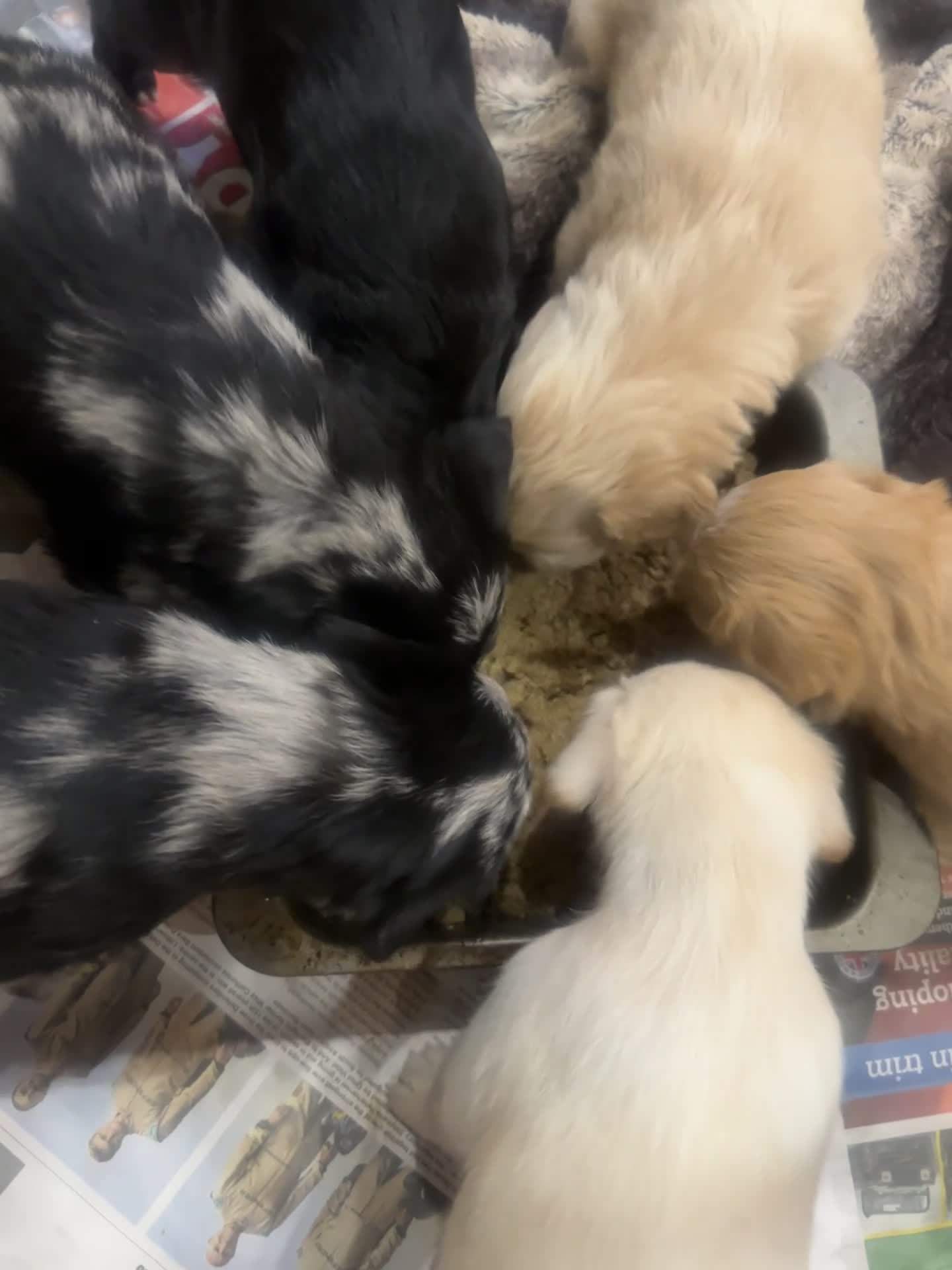 Mixed Breed dogs for sale: Cavapoo Beagle x Miniature Poodle  - Video 1