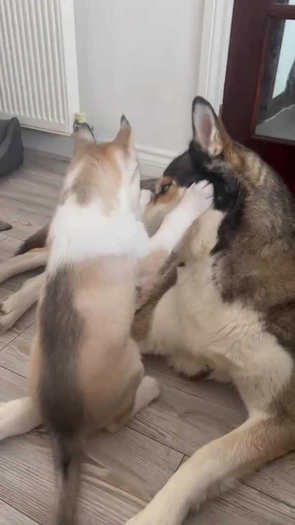 Siberian Husky dogs for sale: Pure Bred Blue Eyed Siberian Husky Puppies - Video 2