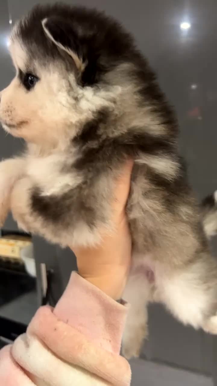 Pomsky dogs for sale: F4 Toy Pomsky Puppies - Video 2