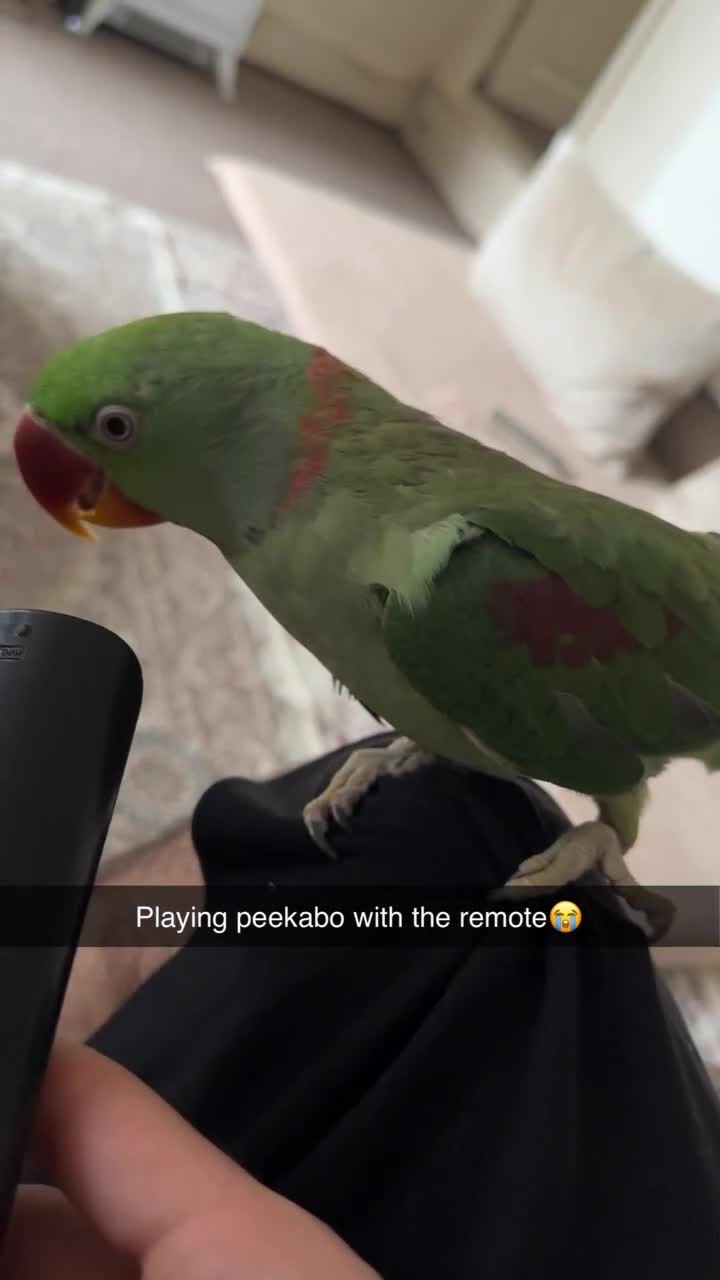 Parrots birds for sale: Tamed male alexandrine parrot - Video 5