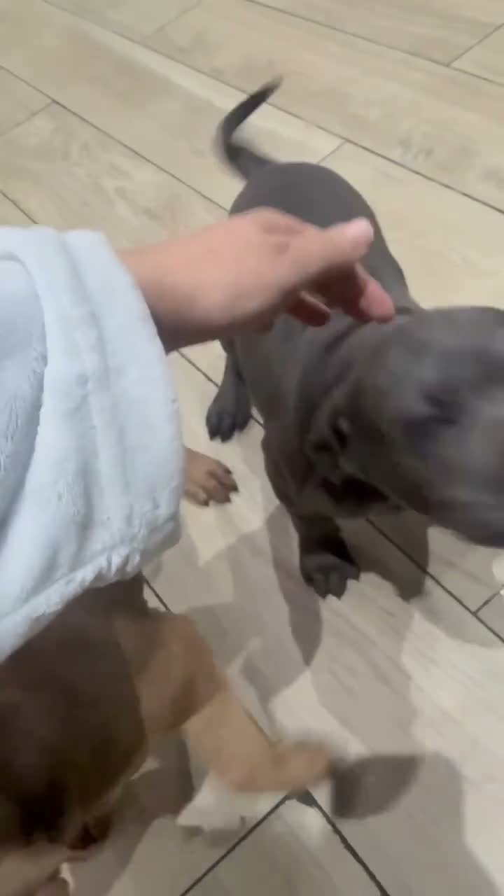 Cane Corso dogs for sale: Cane corso femail - Video 2