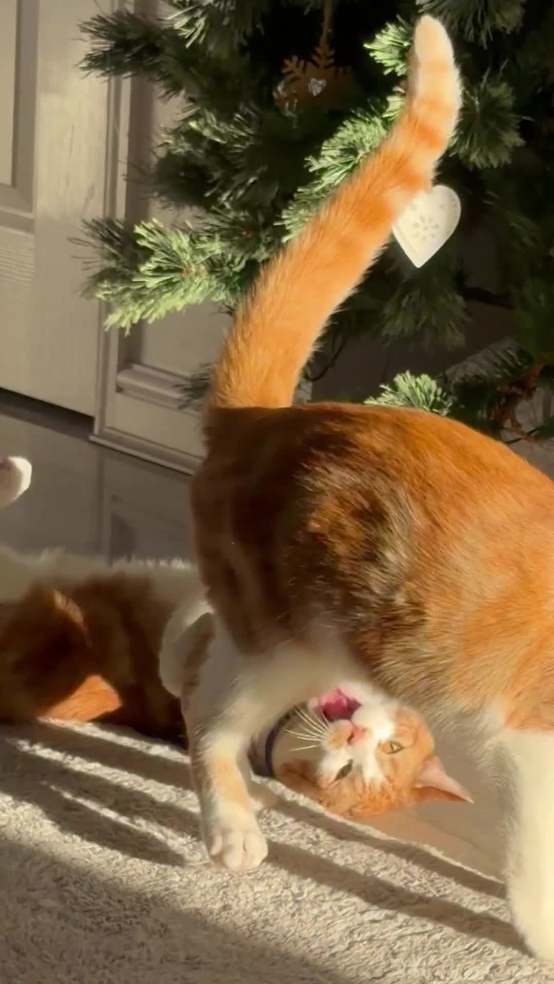 Mixed Breed cats for sale: 2 beautiful ginger cats - Video 1