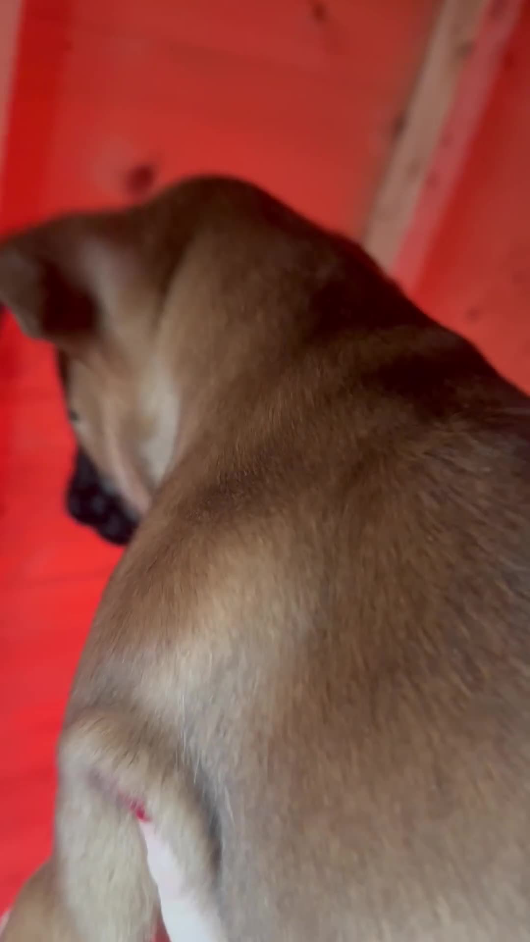 Boxer dogs for sale: Full bred Boxer pups 2 females - tan / black mask  - Video 2