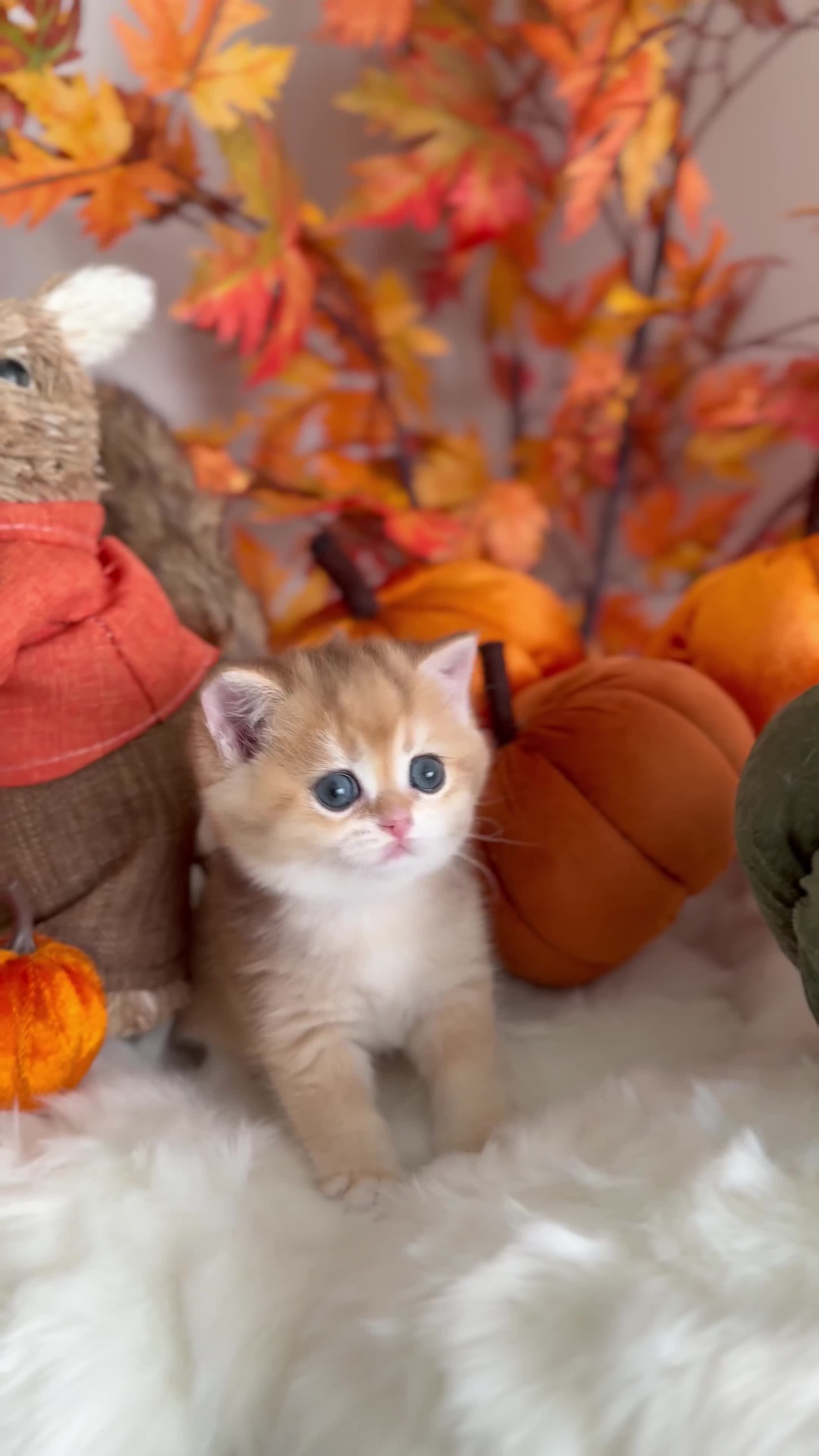 British Shorthair cats for sale: Golden British Shorthair  - Video 4