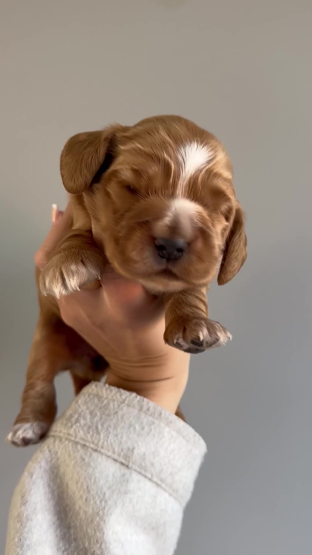 Cocker Spaniel dogs for sale: READY! ONE & ONLY! Adorable Female Cocker Puppy in Cheltenham - Video 1