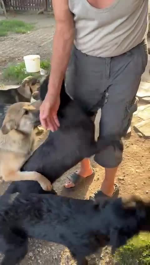 Mixed Breed dogs for adoption: LION - a Lovely young Boy, for a Loving Home - Video 1