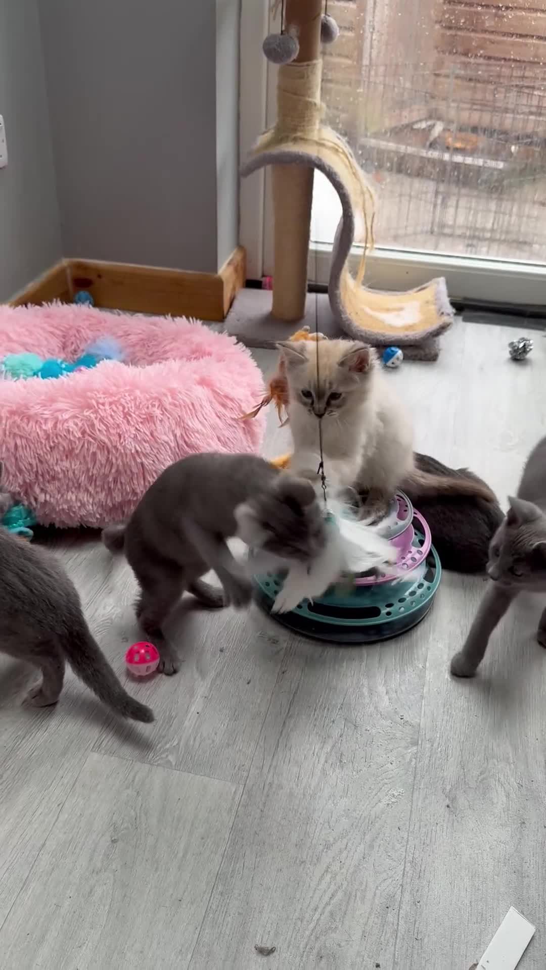 Russian Blue cats for sale: 🥇GCCF AWARD WINNING RUSSIAN BLUES M&F 16 & 9 WKS - Video 2