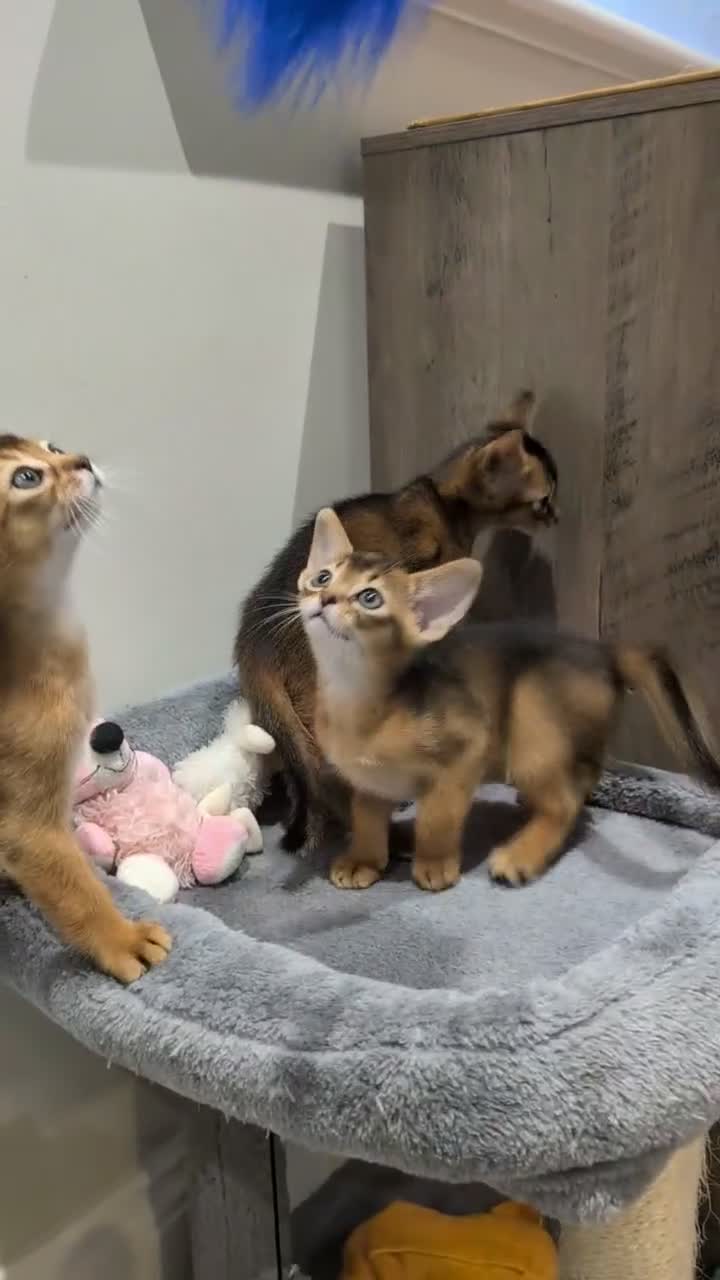 Abyssinian cats for sale: 🩵🩵Boy🩵🩵 show class kitten 🐾 - Video 2
