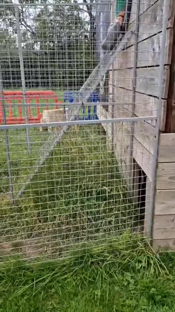Belgian Shepherd Dog dogs for sale: Belgian shepherd malinois, working security k9 - Video 1