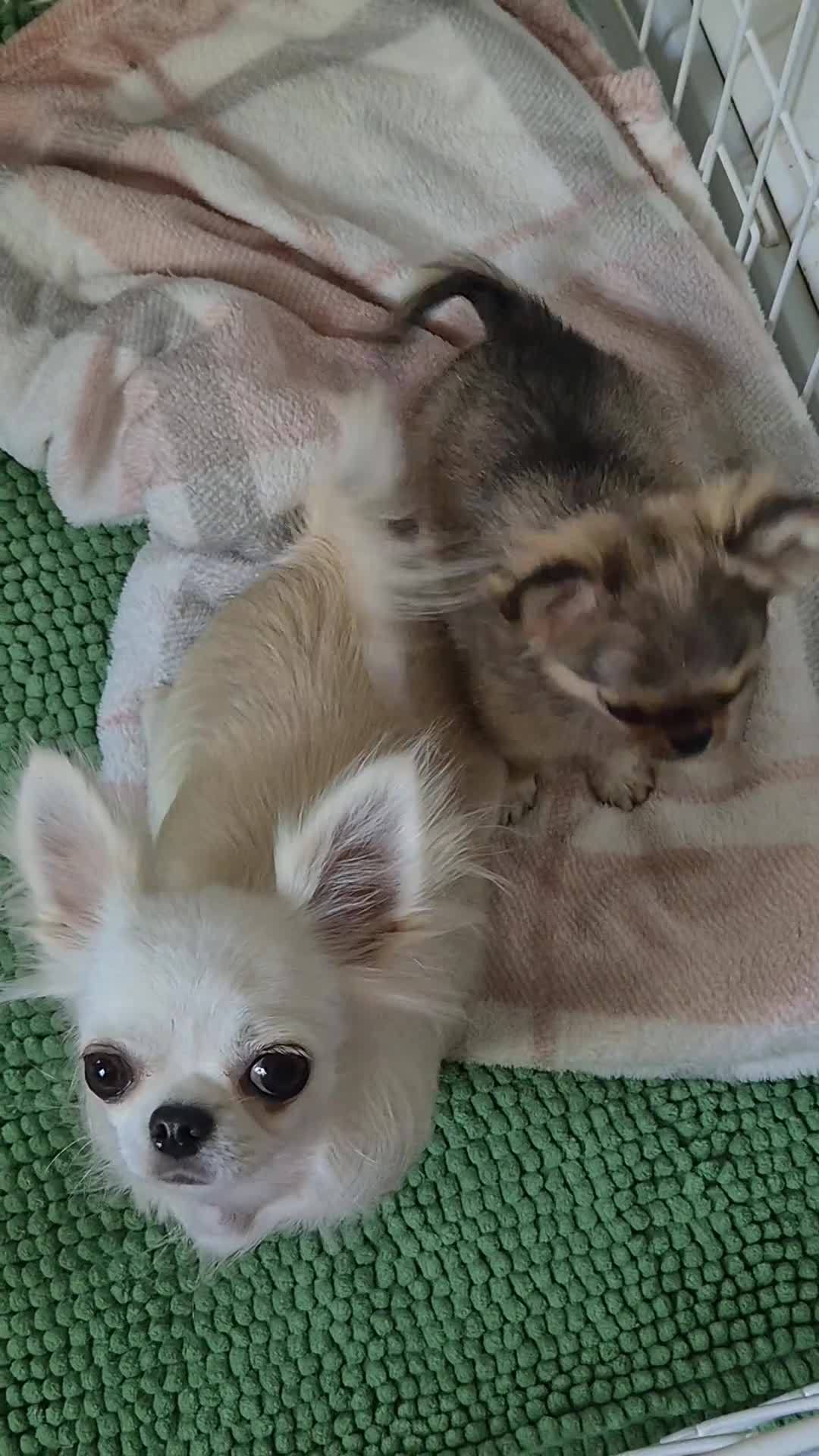 Chihuahua dogs for sale: Beautiful long haired chihuahua girl  - Video 2