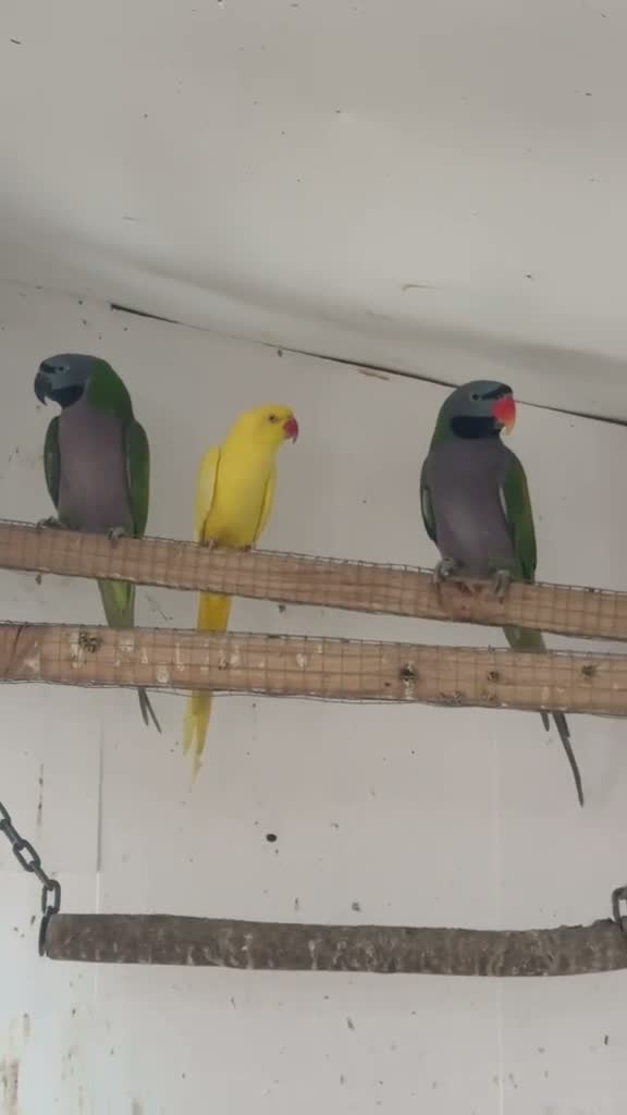 Parakeets birds for sale: Adult Pair Derbyan parrot & yellow Indian Ringneck - Video 1