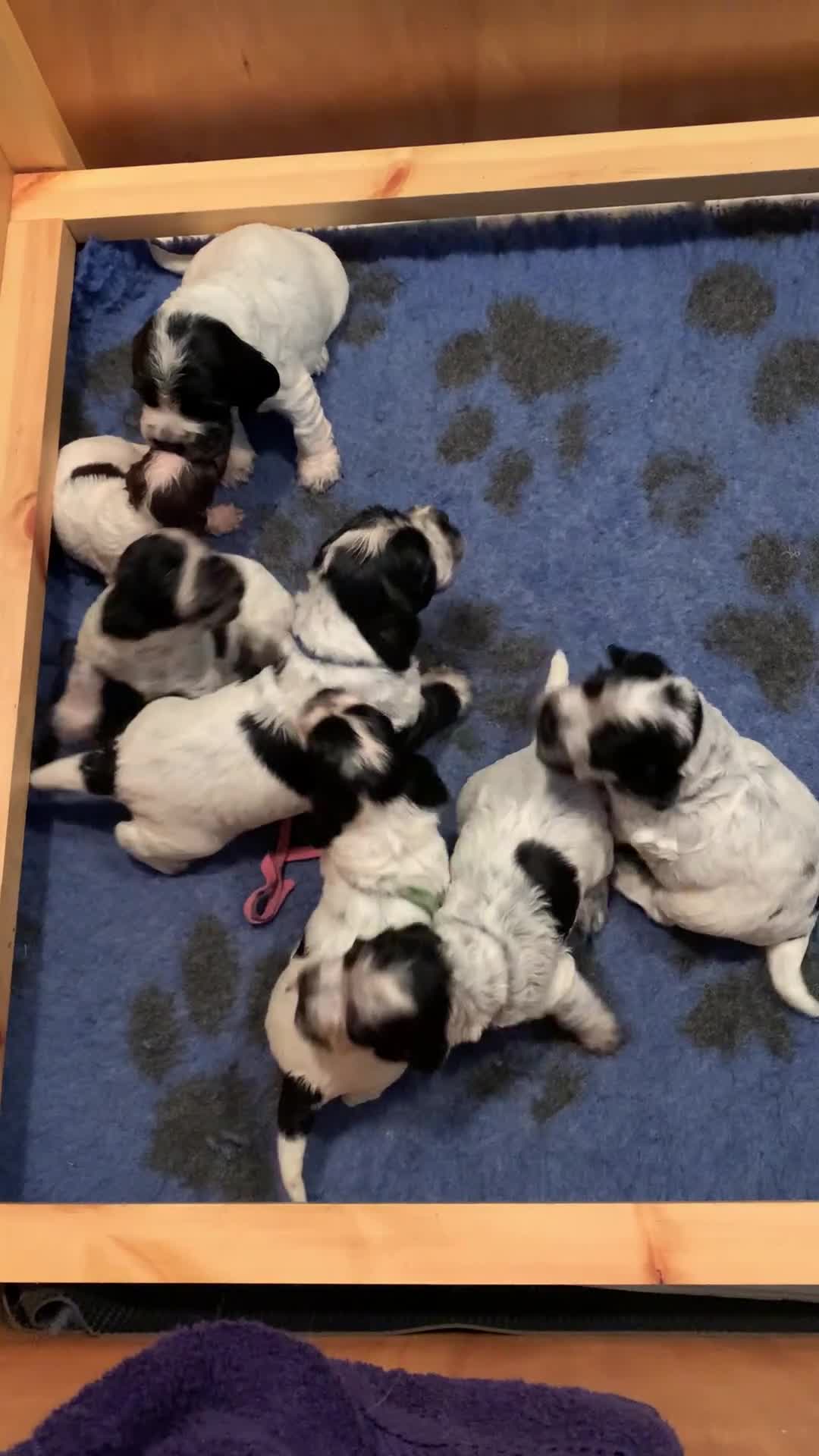 Cocker Spaniel dogs for sale: Show Cocker Spaniel pups - Video 1