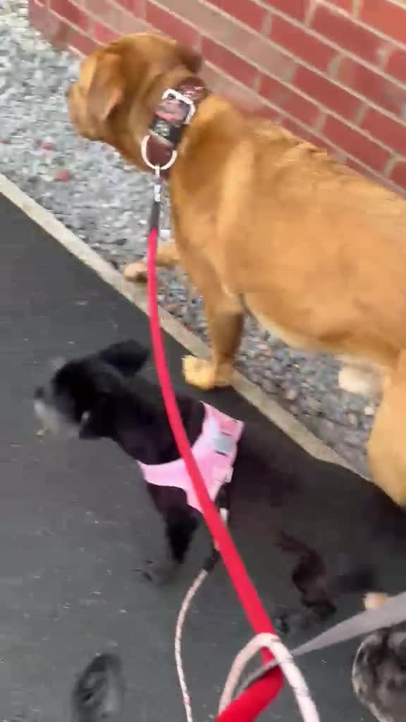 Dogue De Bordeaux dogs for adoption: Jax - 3 year old Male  - Video 2