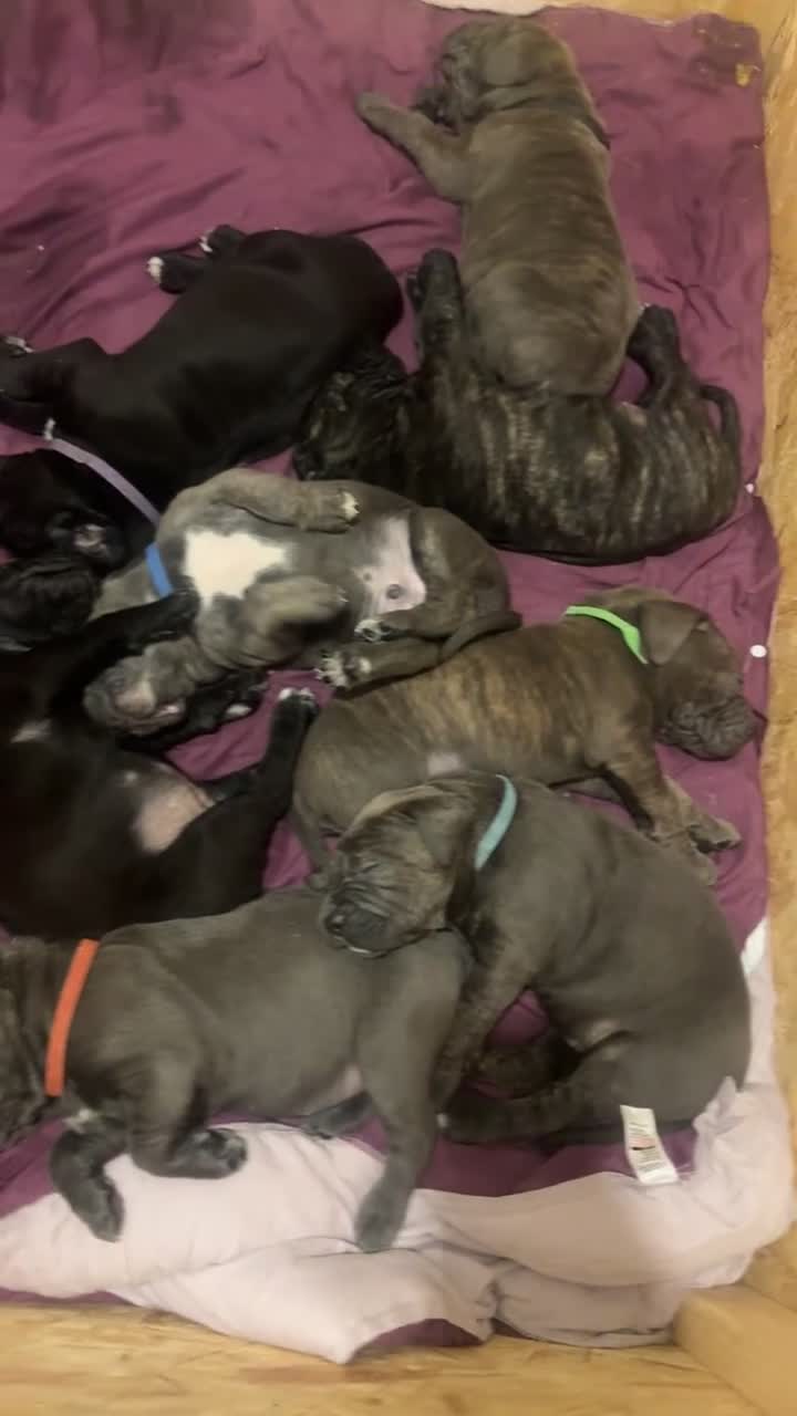 Cane Corso dogs for sale: Cane corso puppies  - Video 2