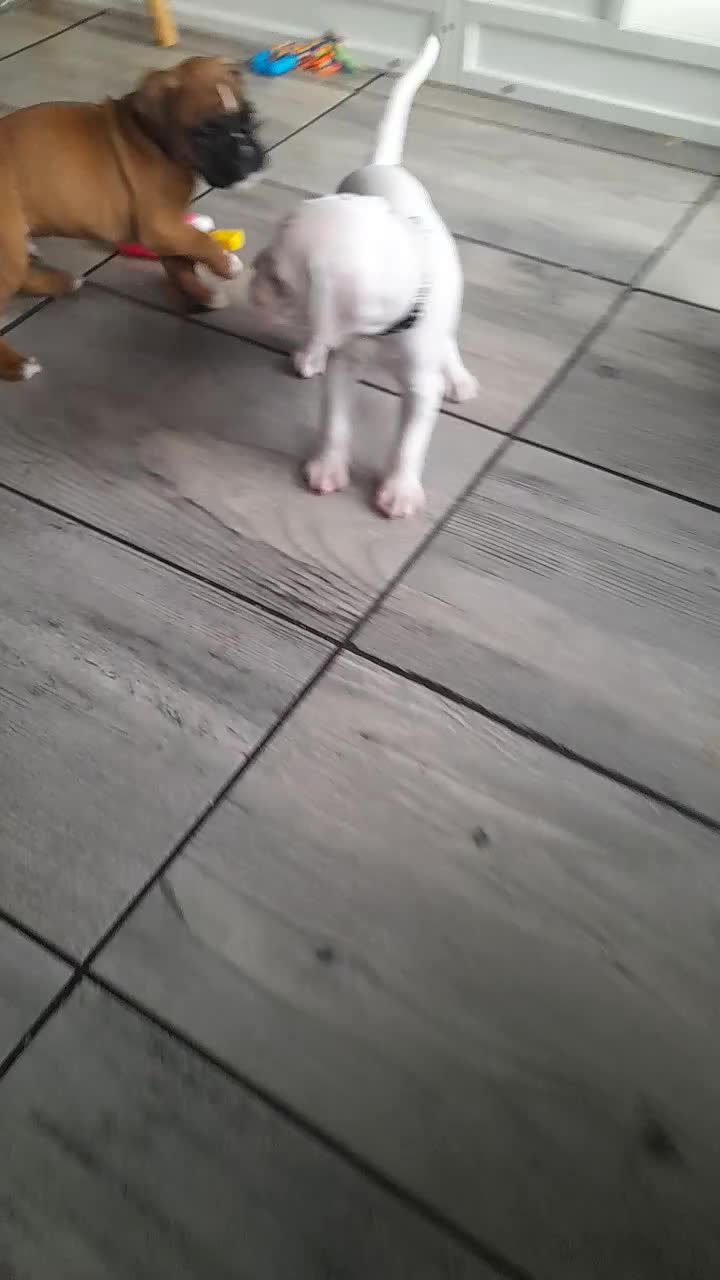 Boxer dogs for sale: Reduced last pup. Stunning Pedigree Boxer  - Video 3