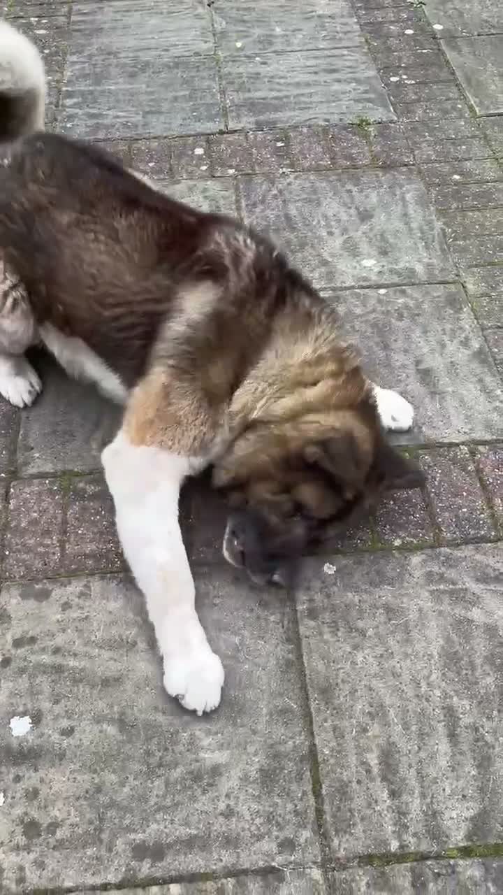 Akita dogs for sale: Free Male loving American Akita for Rehoming - Video 2