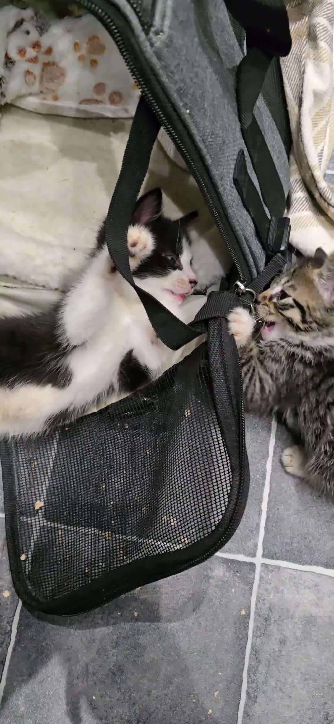 Mixed Breed cats for sale: Two kittens available - Video 2