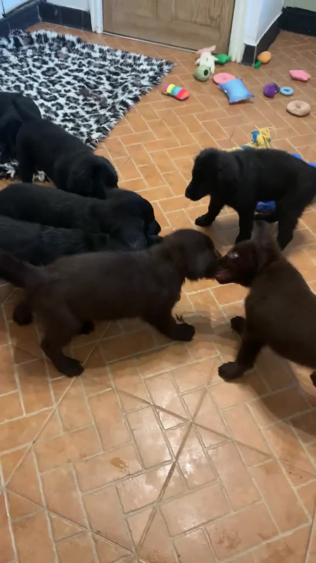 Flat coated Retriever dogs for sale: Stunning Flat Coated Retriever Pups - Video 2
