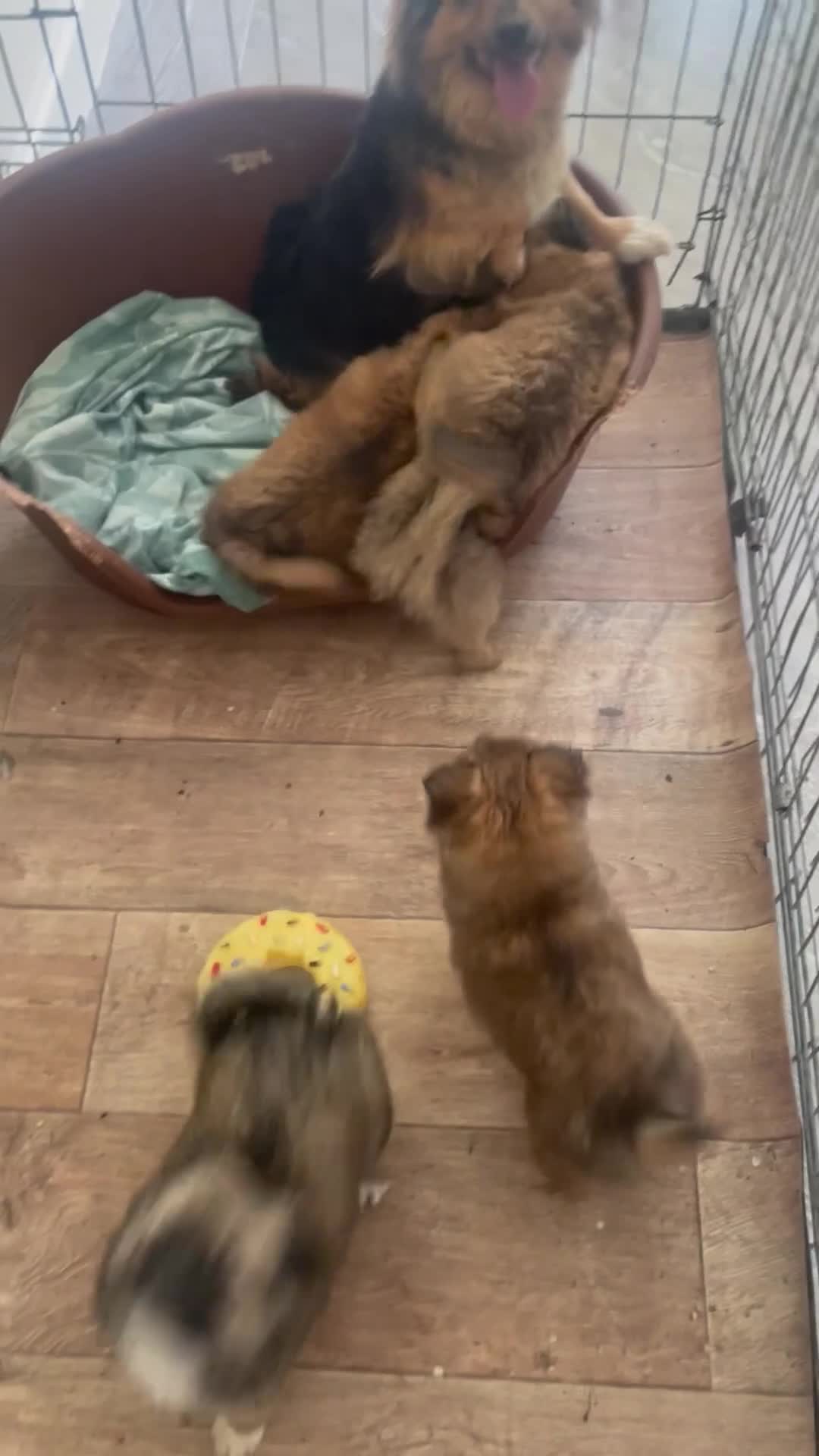 German Spitz dogs for sale: German spritz puppies  - Video 1