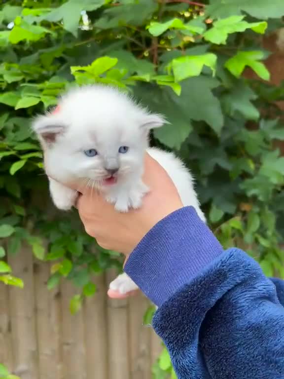 Ragdoll cats for sale: Beautiful Pure Blue Point Ragdoll  - Video 2