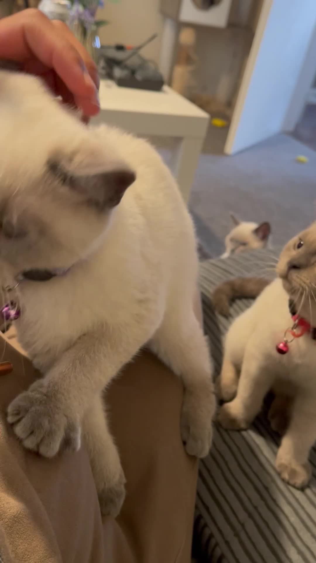 British Shorthair cats for sale: 💙 GCCF Pedigree Blue Colourpoint BSH Kitten - Video 1