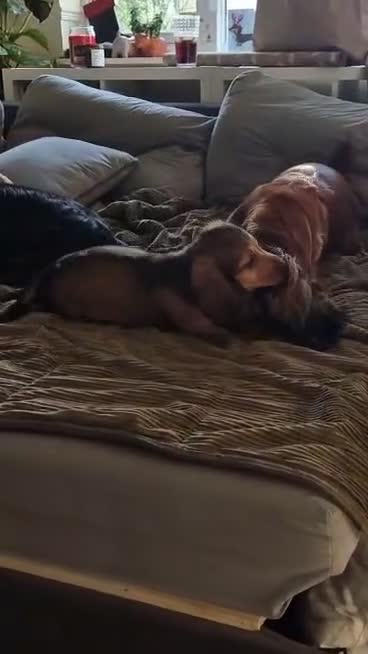 Dachshund dogs for sale: 1 BOY LEFT KC Registered Longhair Dachshund Puppy - Video 3