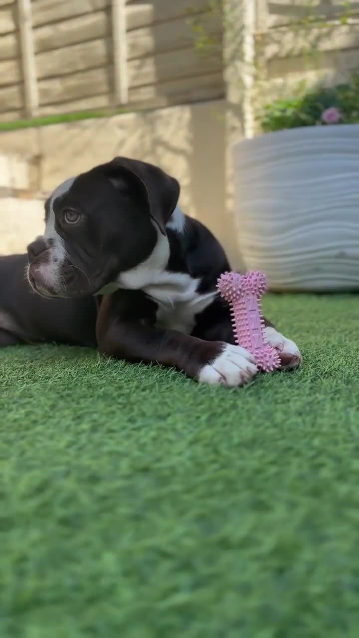 Olde English Bulldogge dogs for sale: ✨ Last adorable girl ✨ in Sutton - Video 1