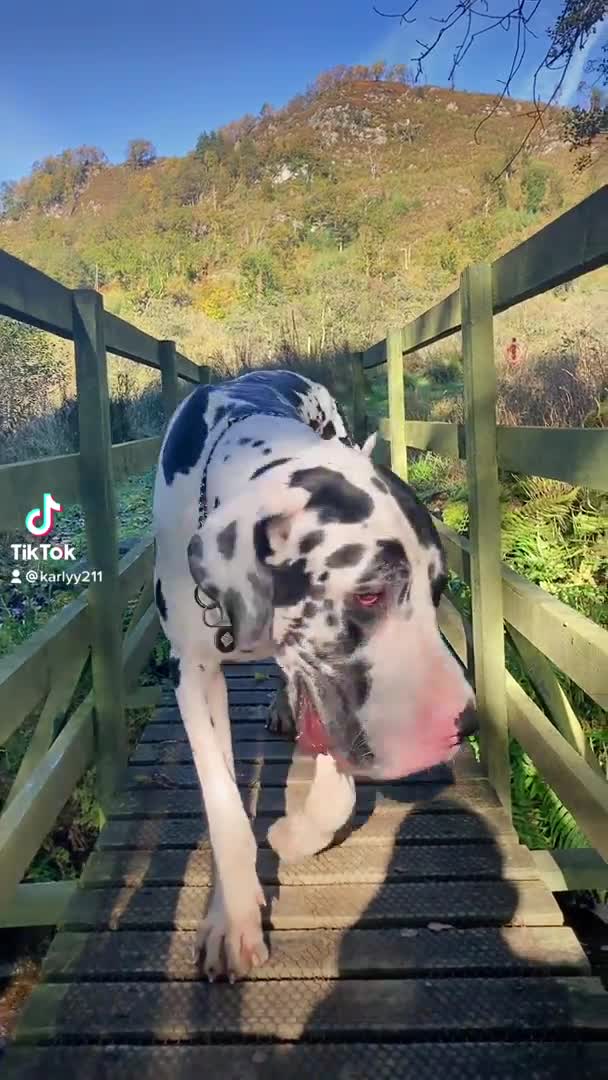 Great Dane dogs for stud: Karl the Great Dane for stud  in London - Video 1