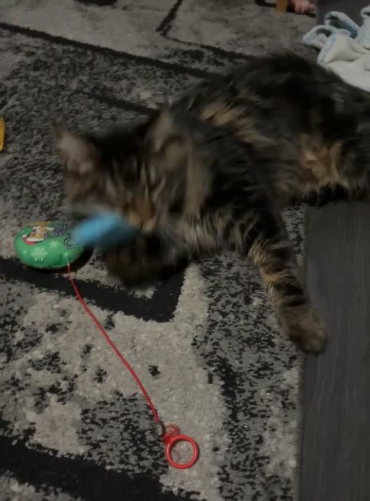Maine Coon cats for sale: Maine coon cross male  - Video 1