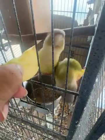 Conures birds for sale: Pineapple conure pair - Video 1