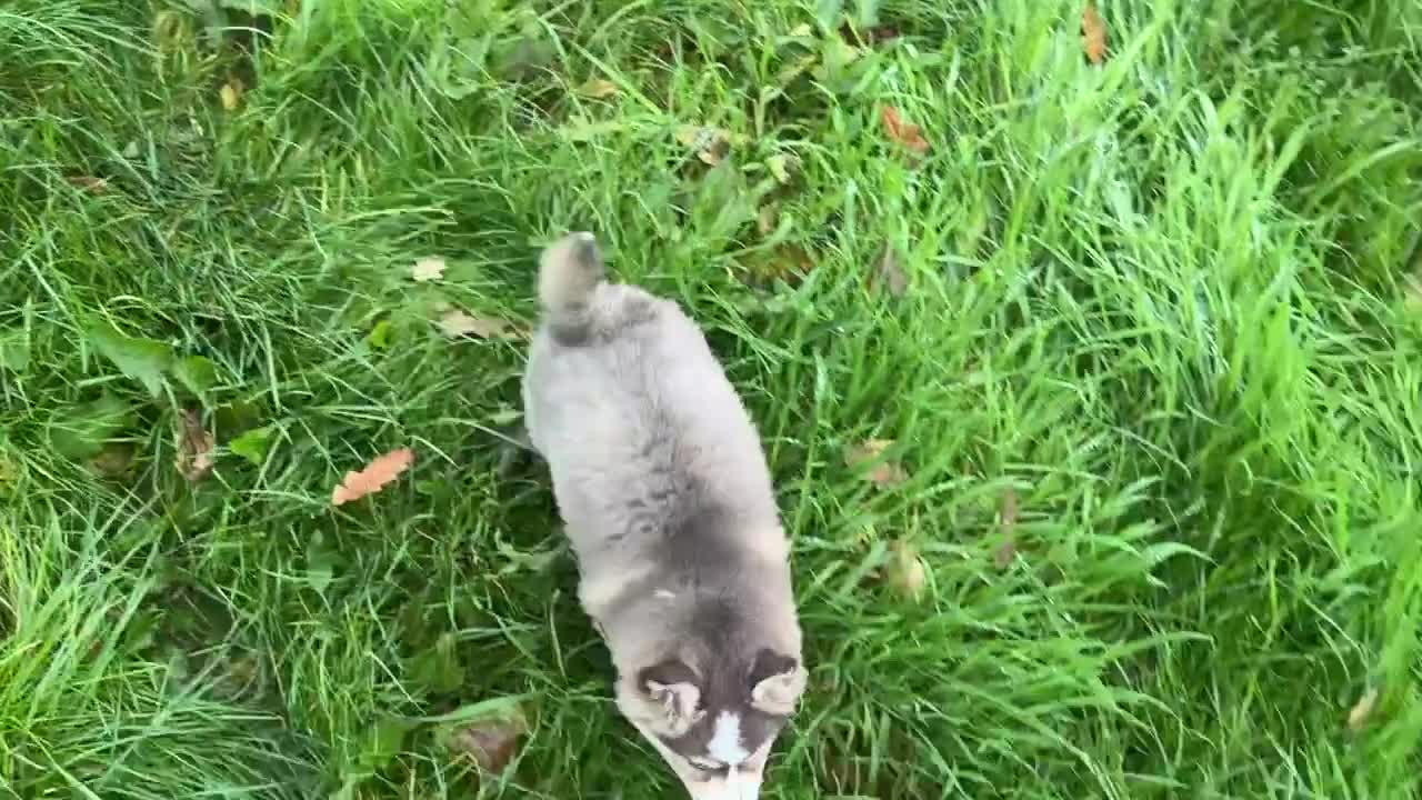 Pomsky dogs for sale: Stunning blue eyes f3 Pomsky puppies for sale - Video 1