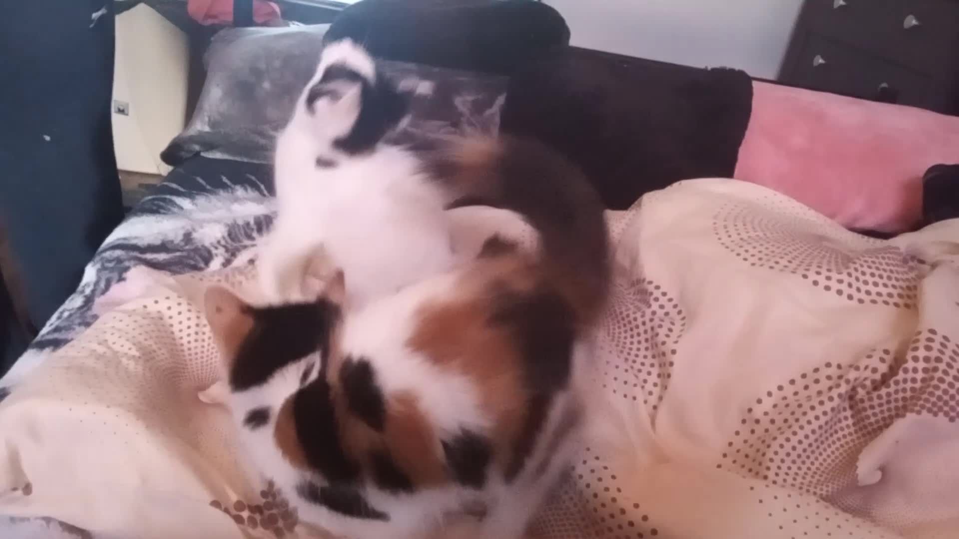 Mixed Breed cats for sale: Tilly and Maisey  - Video 1