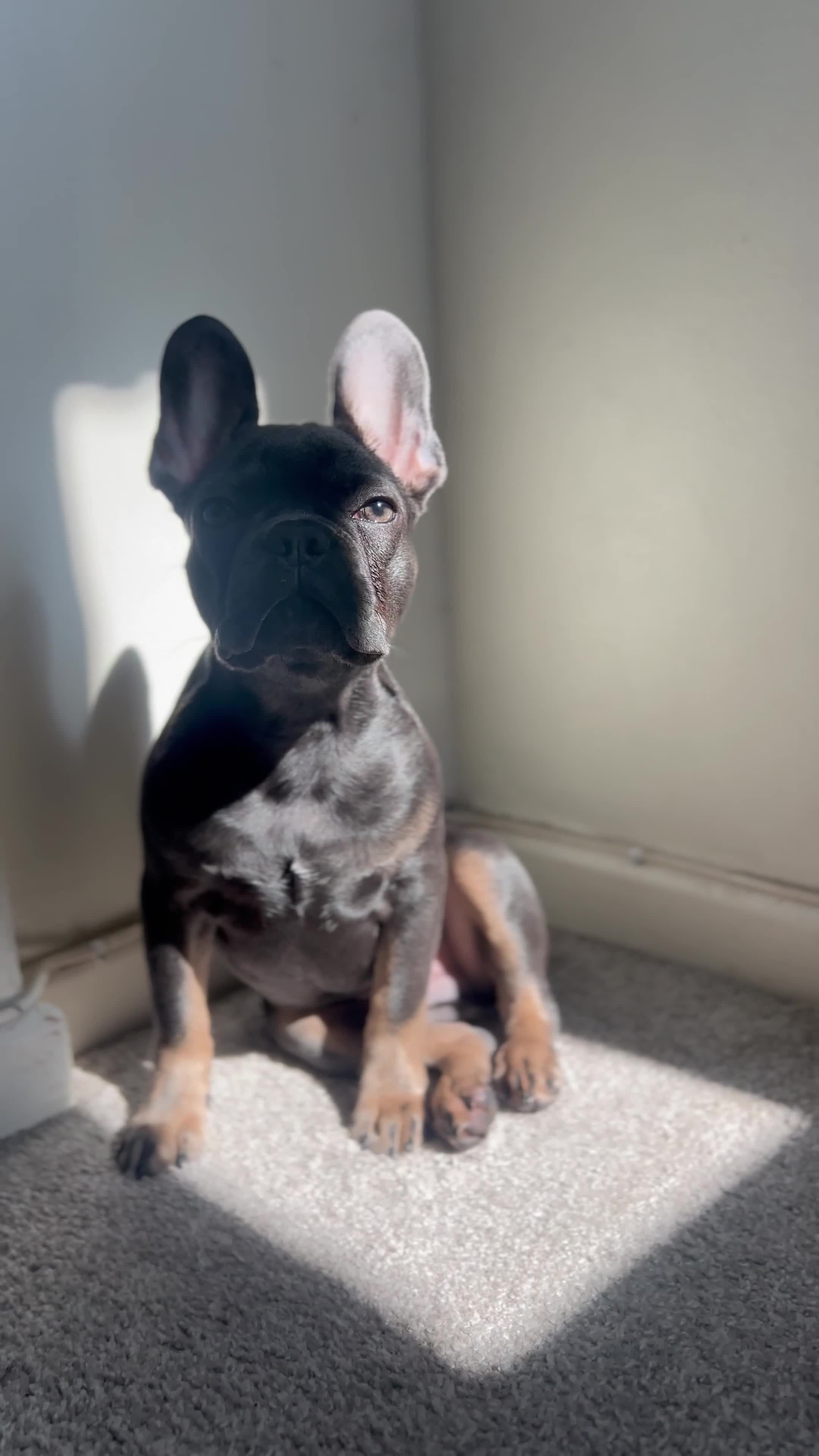 French Bulldog dogs for stud: Caesar  - Video 1