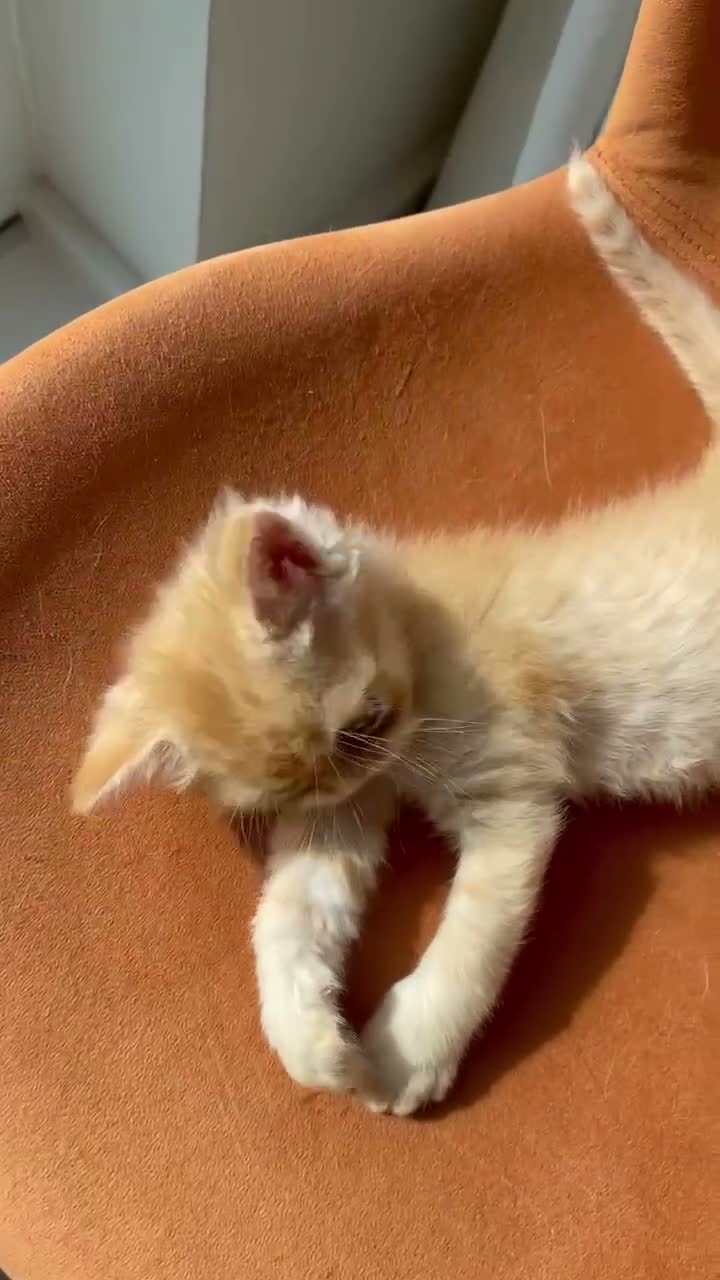 Persian cats for sale: Two beautiful Persian kittens  - Video 1