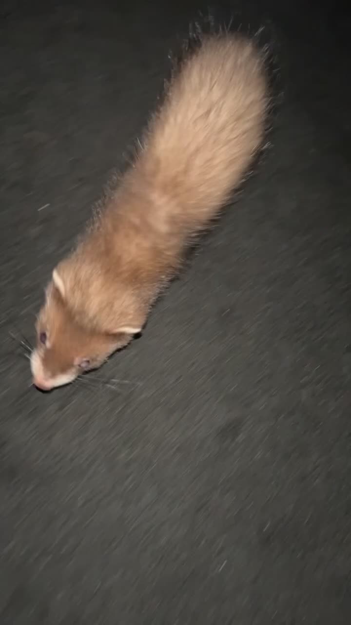 Ferret rodents for sale: Baby Jill needs rehoming  in Derby - Video 1