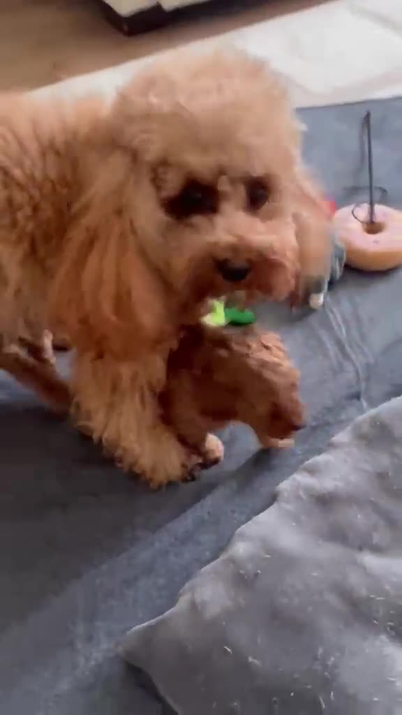 Toy Poodle dogs for sale: KC Toy Poodle- Only one left - Video 2