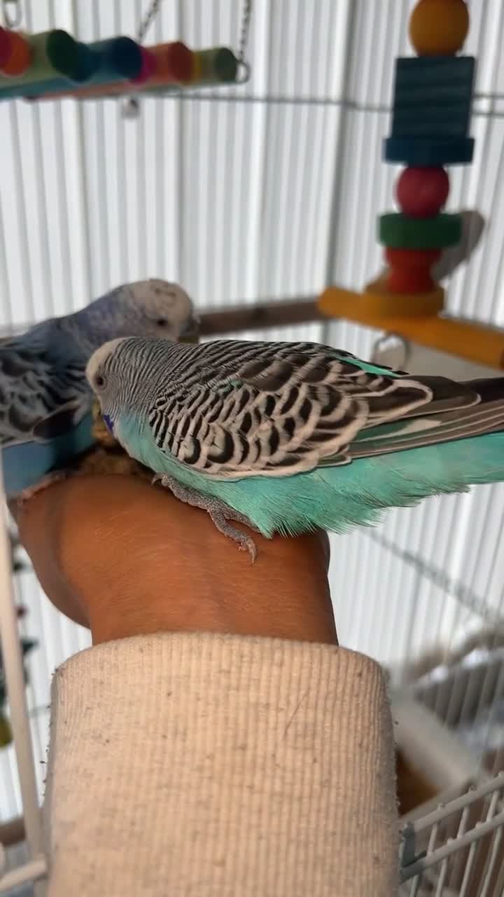 Budgerigars birds for sale: Two male budgies £45 comes with cage + accessorys - Video 1