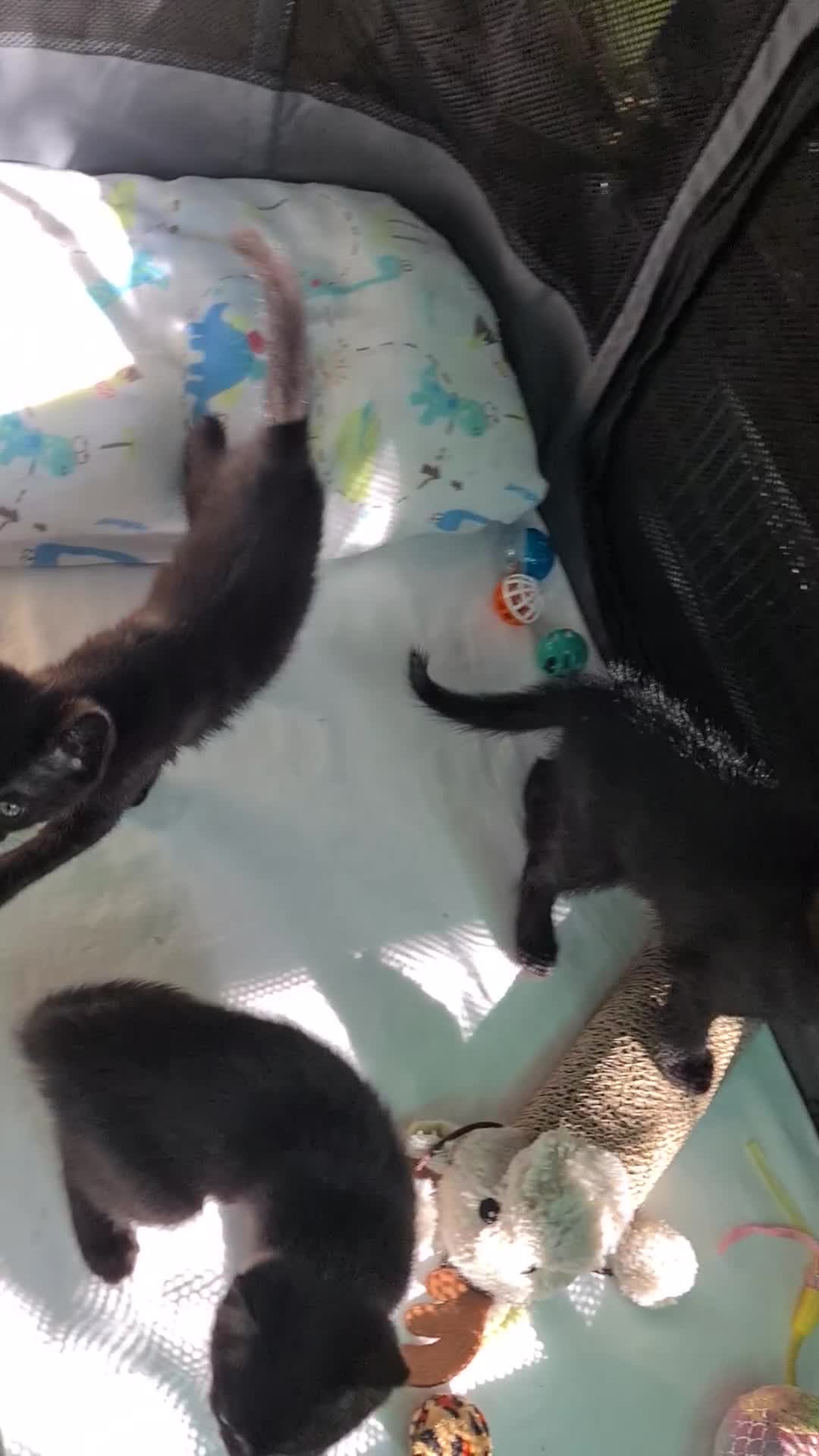 Mixed Breed cats for sale: Black kittens  - Video 1