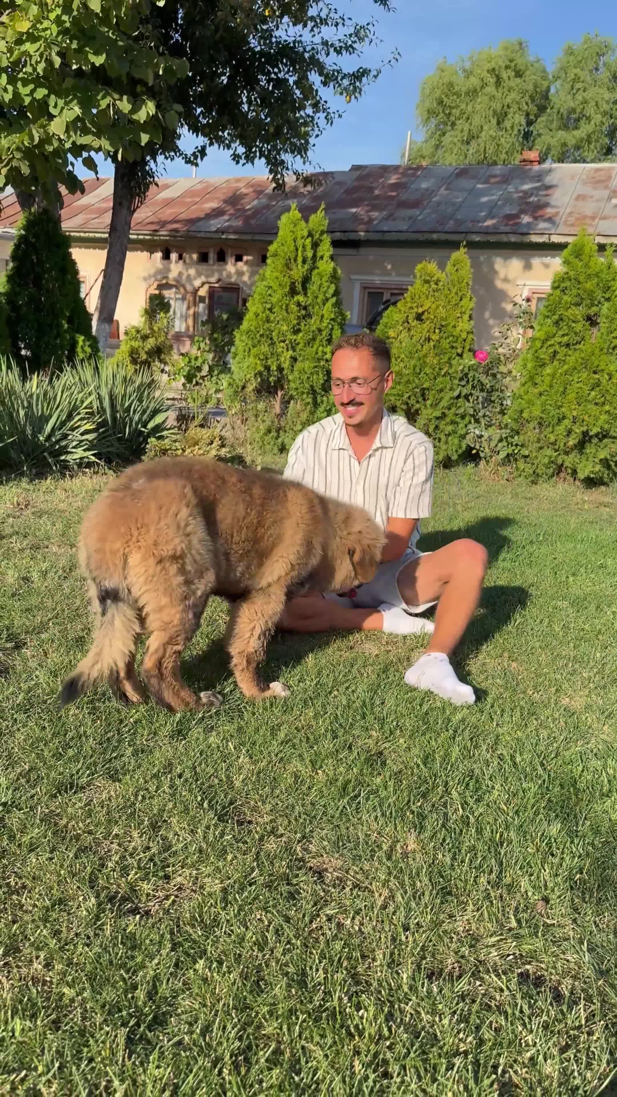 Caucasian Shepherd Dog dogs for sale: Russian champion blood line Caucasian puppy 1 male - Video 1