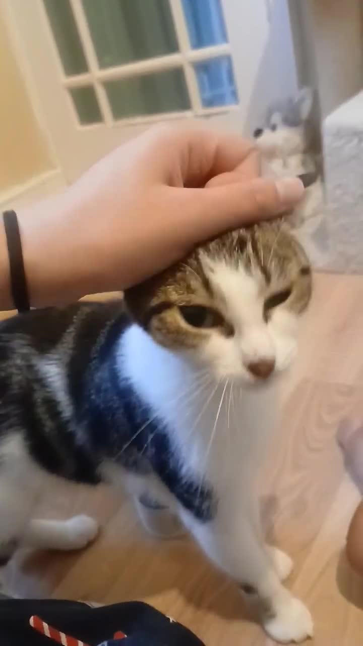 Domestic Shorthair cats for adoption: ADOPTION: Tadgh & Saoirse - Video 2
