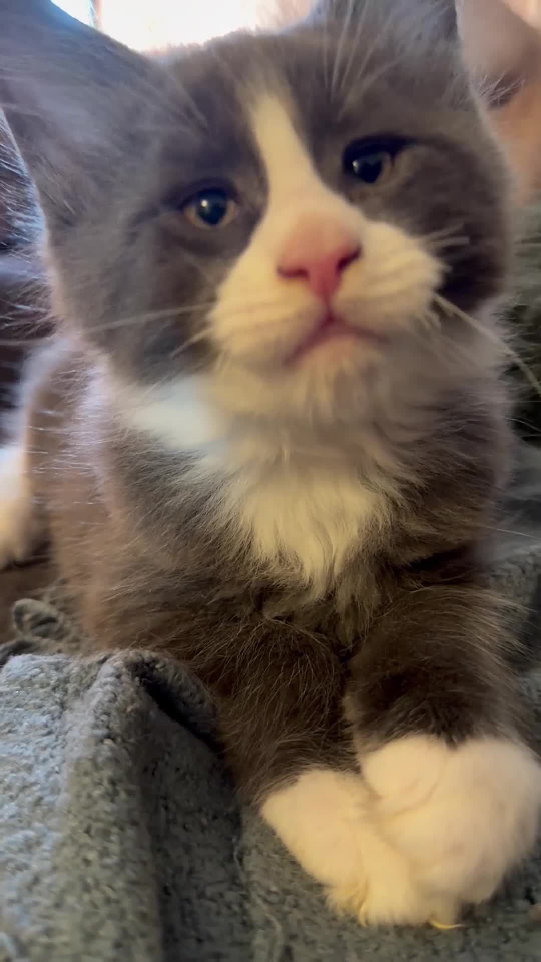 Maine Coon cats for sale: Ready to go on 13/8 XL Maine coons  - Video 3