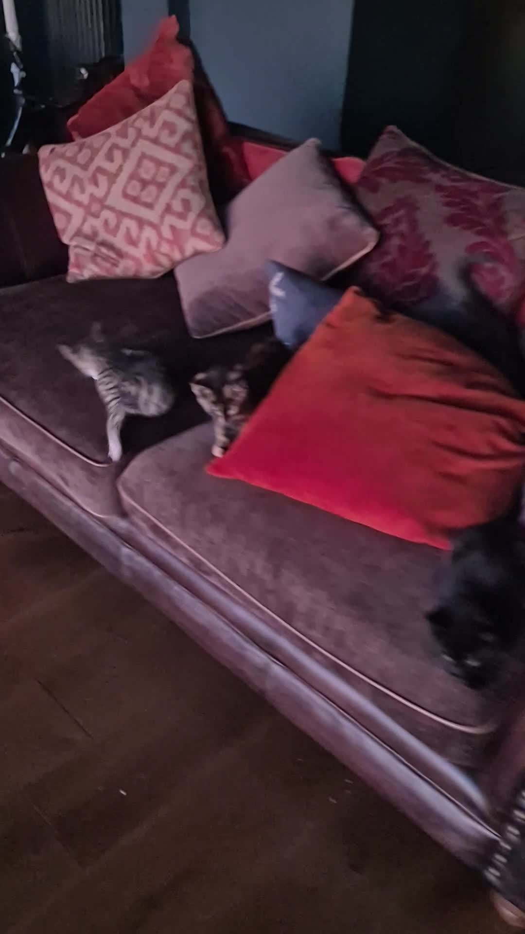 Mixed Breed cats for sale: Beautifully marked kittens . - Video 1