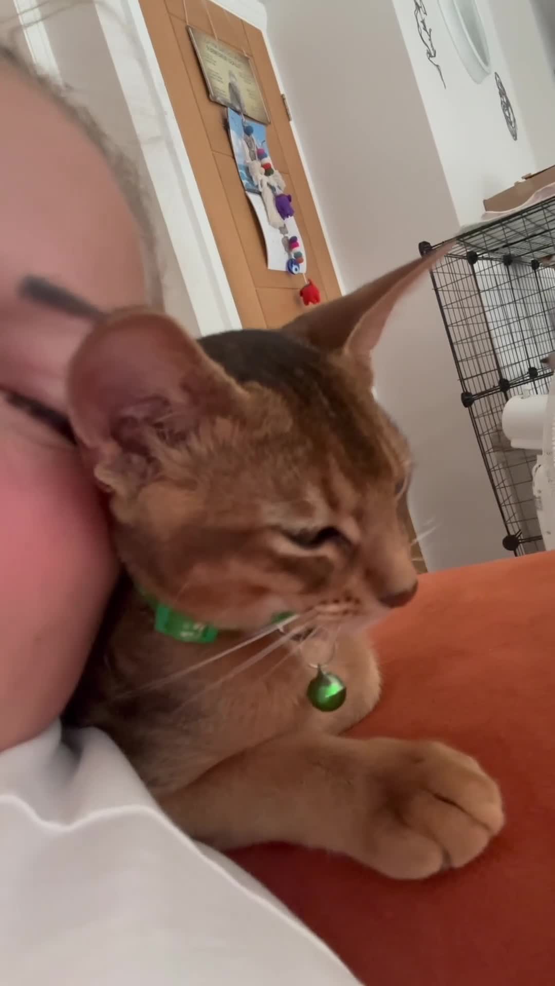 Abyssinian cats for sale: Beautiful abyssinian kittens - Video 1