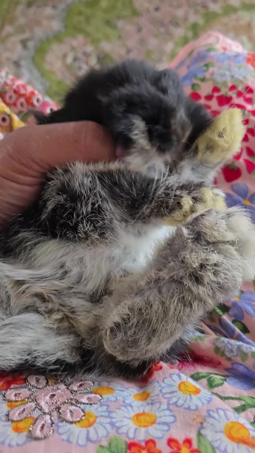 Mini Lion Lop rabbits for sale: Beautiful double maine lop sisters  - Video 2