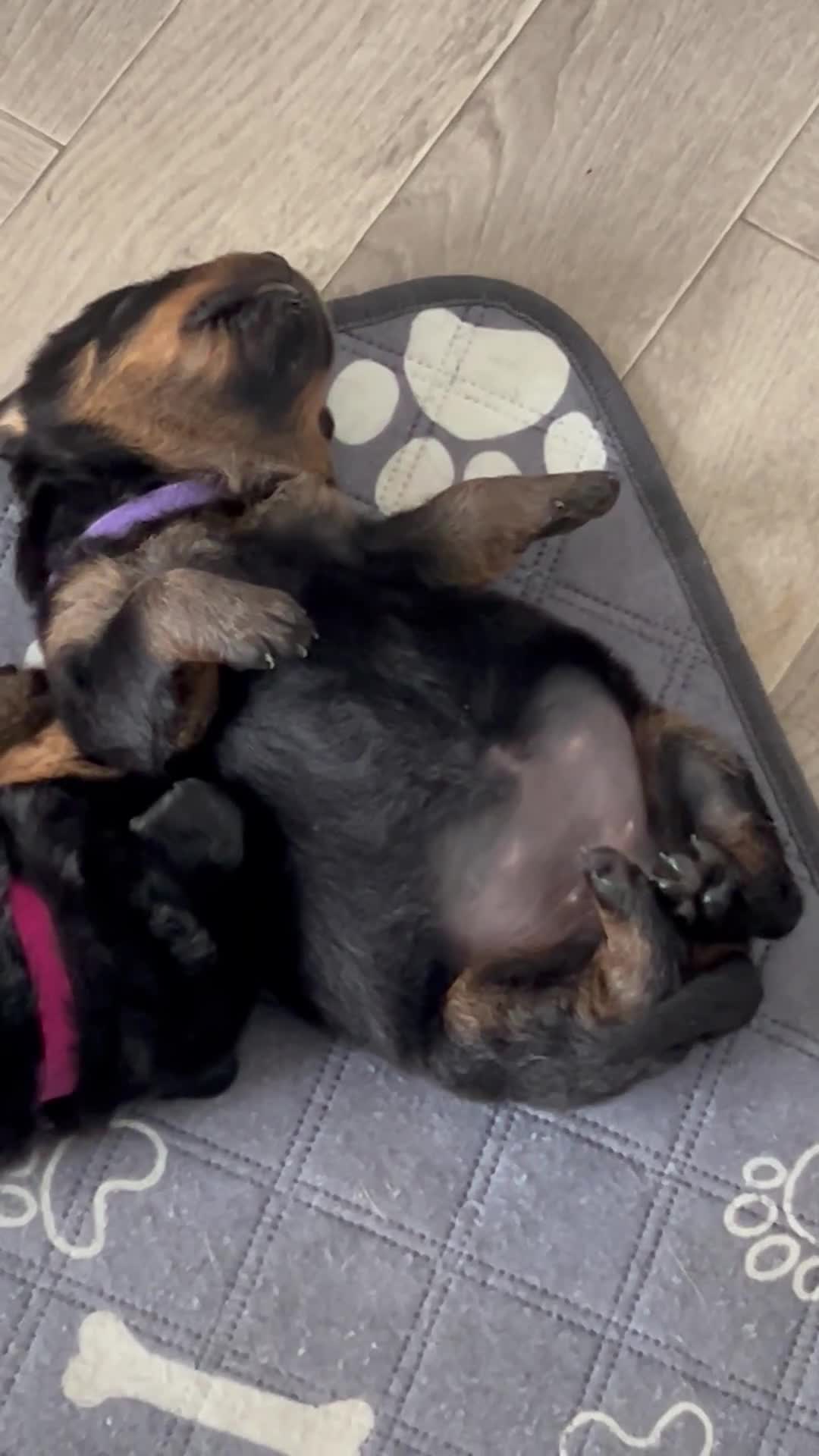 Rottweiler dogs for sale: Rottweiler puppies  - Video 1